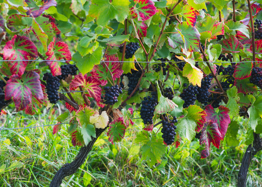 2023 Harvest - A bumper crop of fantastic fruit!