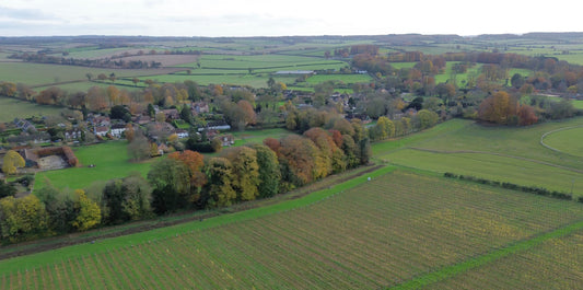 A Vineyard Rooted in the Valley