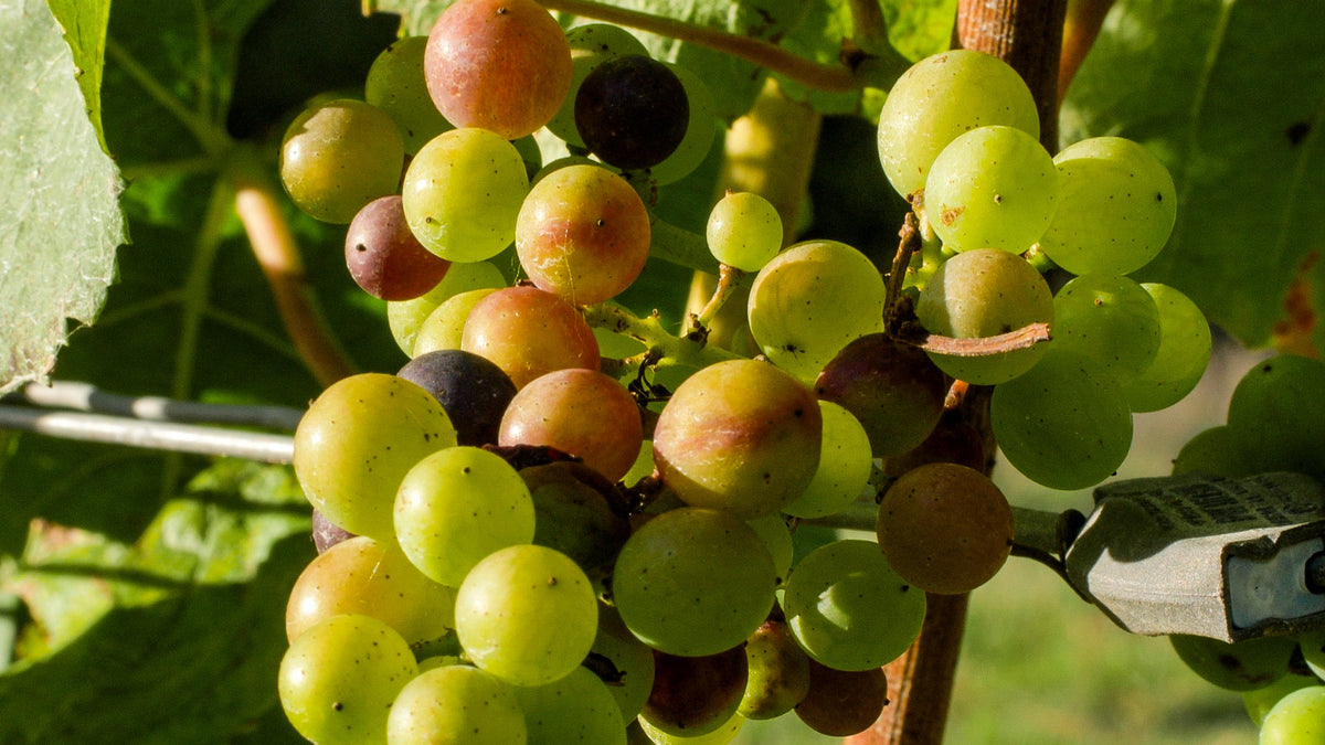 A cluster of Candover Brook's pinot noir grapes turning colour - veraison time of the year  