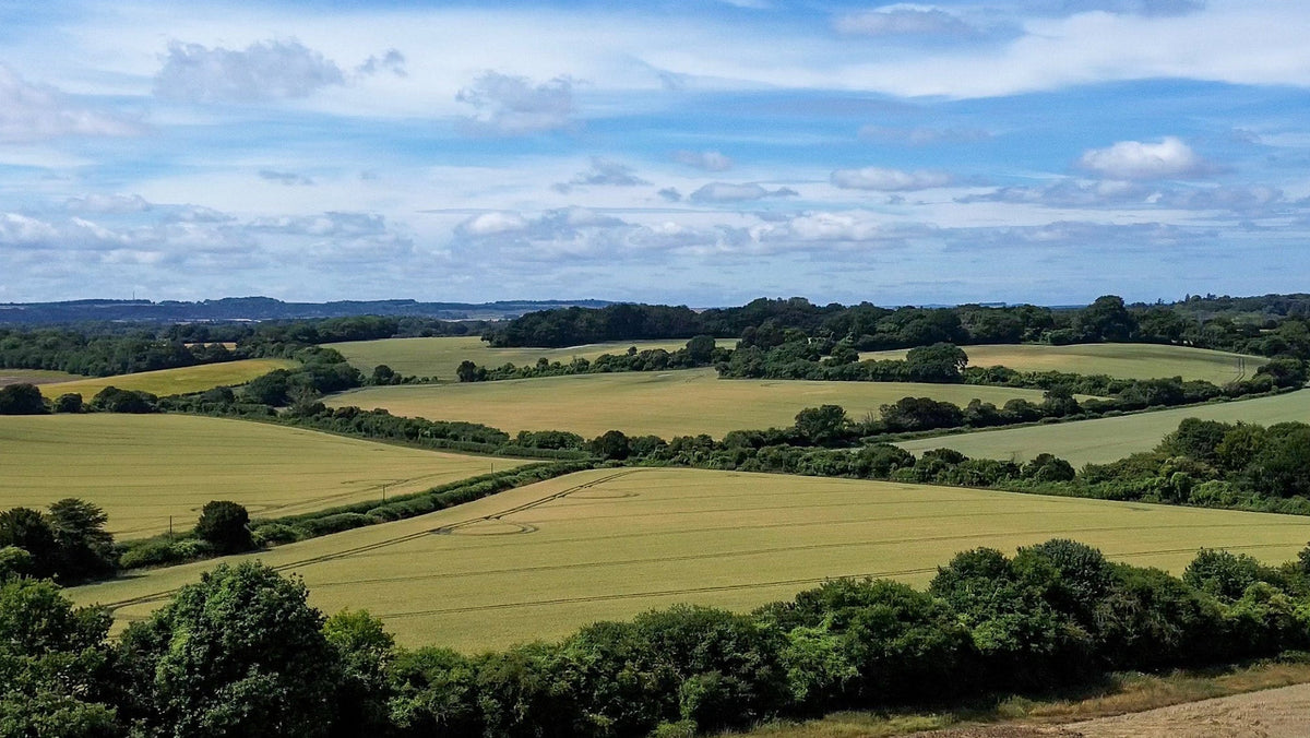 Aerial view of a rural landscape with green and yellow fields, hedgerows, trees, and a bright blue sky with scattered white clouds.