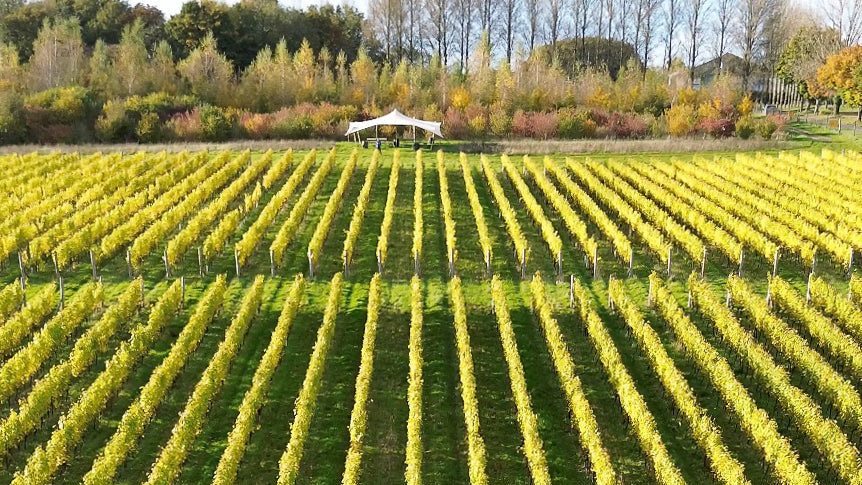 Aerial view of a vineyard with long rows of green and yellow grapevines stretching toward a white stretch tent and trees in the background.