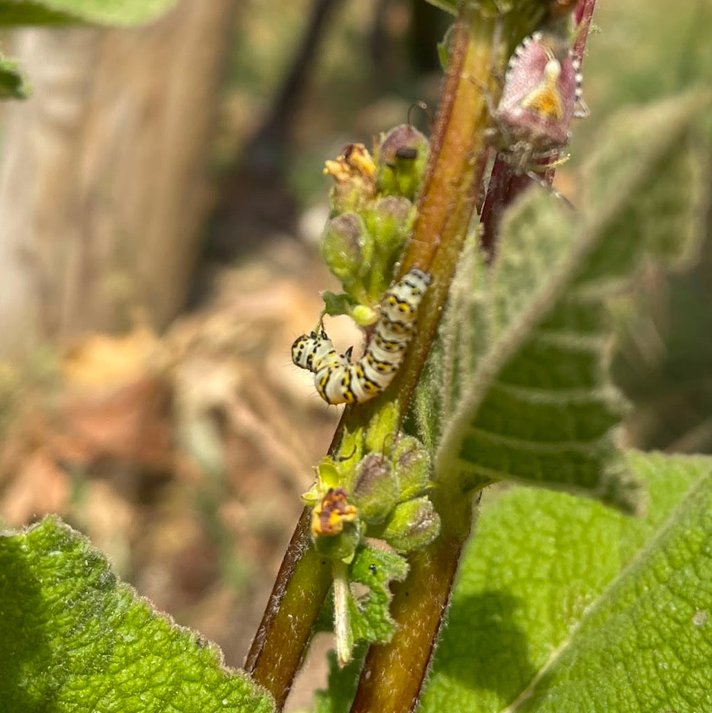 green shoots and a caterpillar